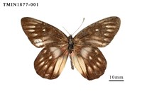 藏品(豔粉蝶)的圖片